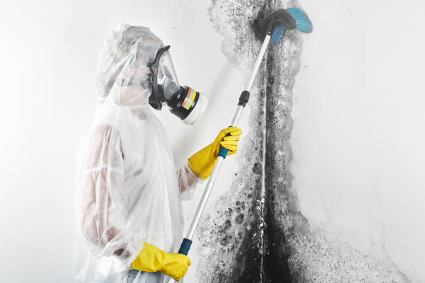 Best Black Mold Removal  in Washington, GA